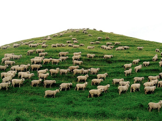 TheTreeAcademy_newzealand_sheep_ Úc hay New Zealand